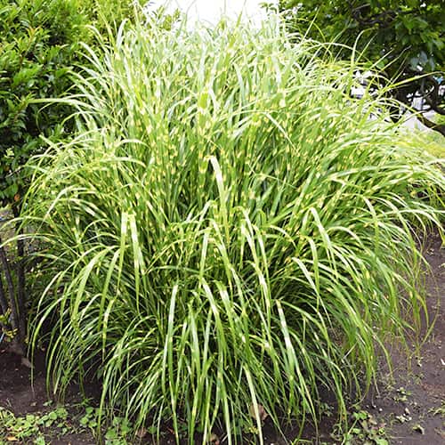 Miscanthus chino Zebrinus, P9 interface.image 1 interface.art 5658