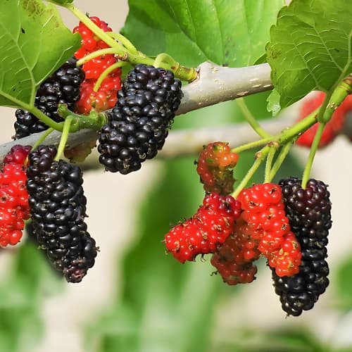 Morera Sweet Dream, P9 interface.art photo 1 Morera Sweet Dream, P9 interface.image 1 interface.art 1587