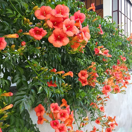 Milenrama americana, P9 interface.art photo 1 Milenrama americana, P9 interface.image 1 interface.art 9181