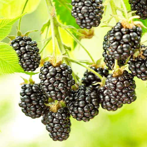 Zarzamora satinada negra, Р9 interface.image 1 interface.art 7692