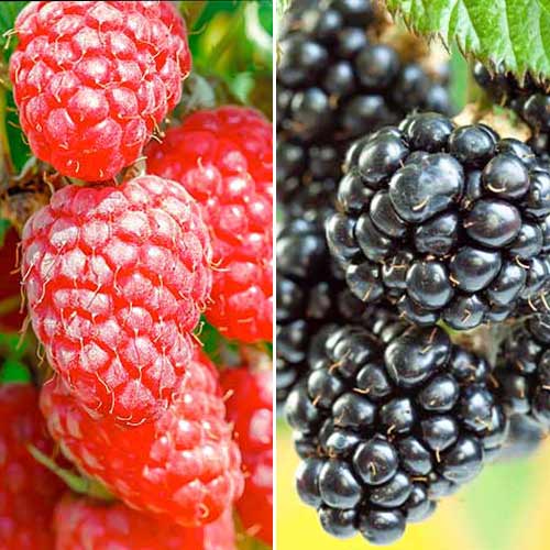 Dúo de moras, 2 plantas interface.art photo 1 Dúo de moras, 2 plantas interface.image 1 interface.art 7643