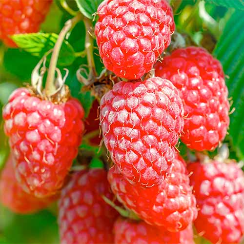 Zarzamora - frambuesa Gigant, Р9 interface.art photo 1 Zarzamora - frambuesa Gigant, Р9 interface.image 1 interface.art 7511