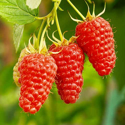 Zarzamora Tayberry Medana, Р9 interface.art photo 1 Zarzamora Tayberry Medana, Р9 interface.image 1 interface.art 7510