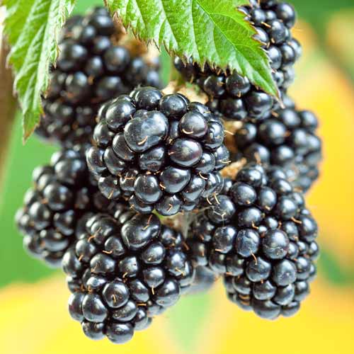 Zarzamora Gigant, Р9 interface.art photo 1 Zarzamora Gigant, Р9 interface.image 1 interface.art 7506