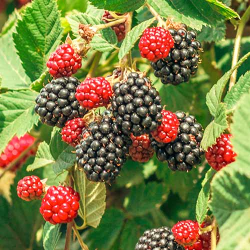 Zarzamora Loch Ness, Р9 interface.art photo 1 Zarzamora Loch Ness, Р9 interface.image 1 interface.art 7651