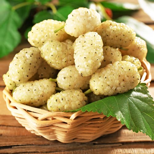 Morera blanca, P9 interface.art photo 1 Morera blanca, P9 interface.image 1 interface.art 5858