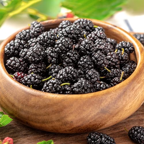 Morera negra, P9 interface.art photo 1 Morera negra, P9 interface.image 1 interface.art 5859