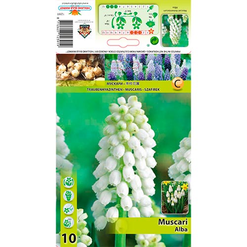 Muscari Alba interface.image 1 interface.art 70277