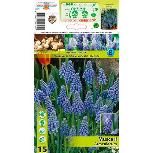 Muscari Armeniacum interface.image 1 interface.art 67637