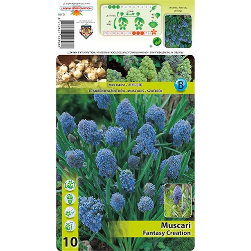 Muscari Fantasy Creation interface.art photo 1 Muscari Fantasy Creation interface.image 1 interface.art 67402