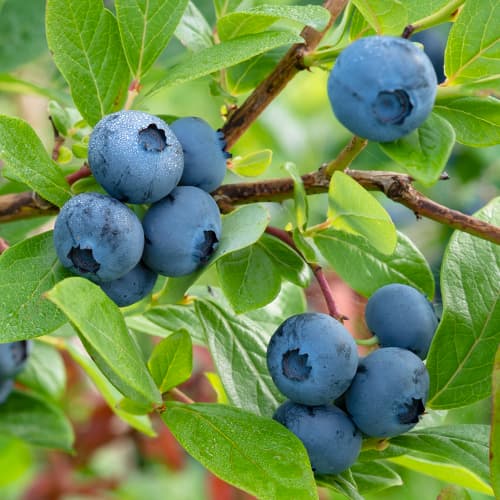 Arándano azul, P9 interface.art photo 1 Arándano azul, P9 interface.image 1 interface.art 9270