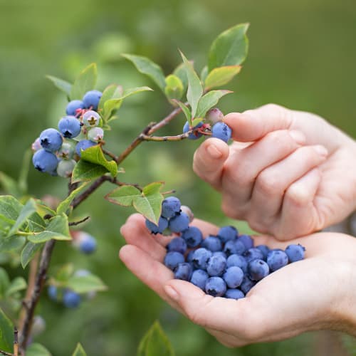 Arándano Brigitta, P9 interface.art photo 1 Arándano Brigitta, P9 interface.image 1 interface.art 9292