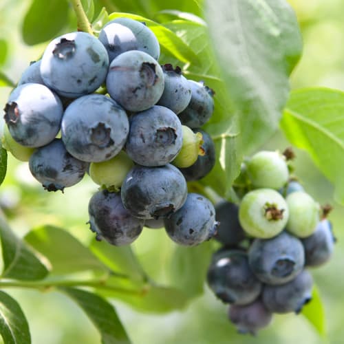 Arándano Chandler, P9 interface.art photo 1 Arándano Chandler, P9 interface.image 1 interface.art 9299