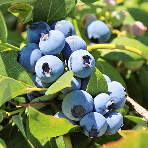 Arándano dorado, P9 interface.art photo 1 Arándano dorado, P9 interface.image 1 interface.art 9323