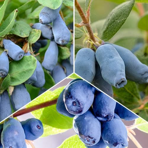 Set de arándanos Kamchatka, 3 plantas interface.art photo 1 Set de arándanos Kamchatka, 3 plantas interface.image 1 interface.art 5864