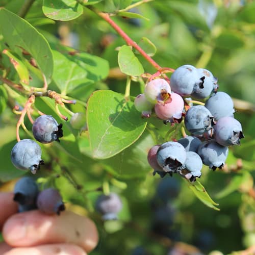 Arándano Duke, P9 interface.art photo 1 Arándano Duke, P9 interface.image 1 interface.art 9216