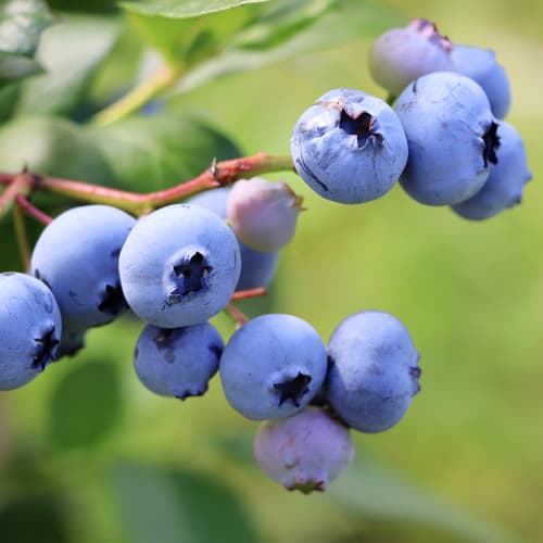 Arándano Early Blue, P9 interface.art photo 1 Arándano Early Blue, P9 interface.image 1 interface.art 9301