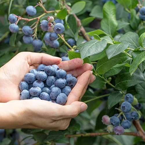 Arándano Eliot, P9 interface.art photo 1 Arándano Eliot, P9 interface.image 1 interface.art 9327