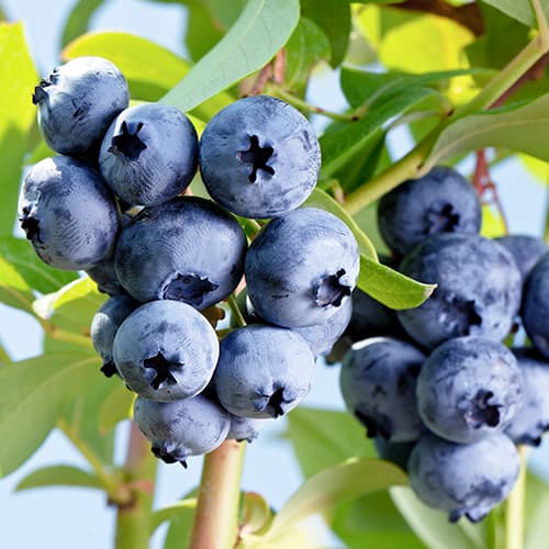 Arándano Elizabeth, P9 interface.art photo 1 Arándano Elizabeth, P9 interface.image 1 interface.art 9300