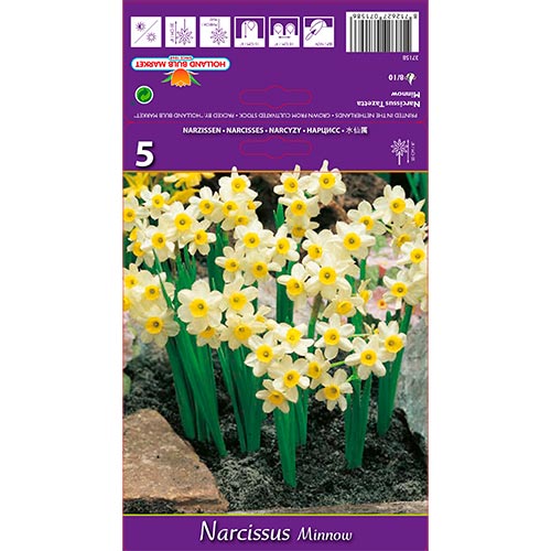 Narciso Minnow interface.art photo 1 Narciso Minnow interface.image 1 interface.art 67652