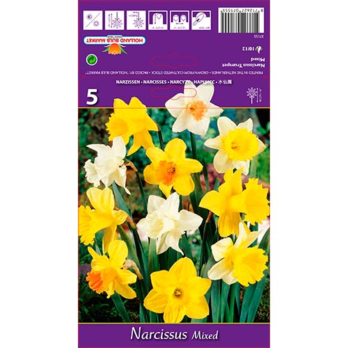 Narciso Mixto interface.art photo 1 Narciso Mixto interface.image 1 interface.art 67649