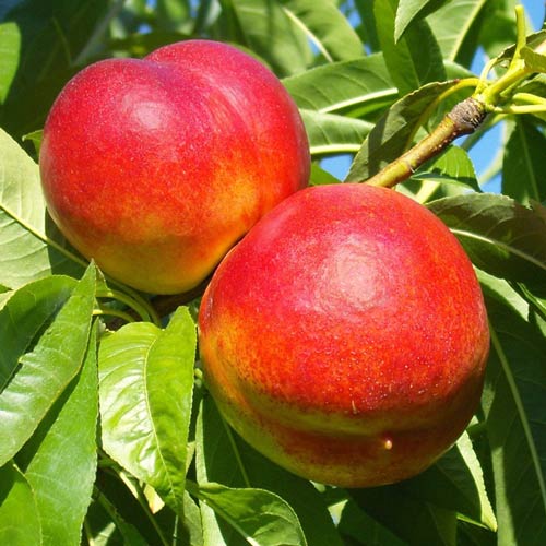 Nectarina Star Coral, C2 interface.art photo 1 Nectarina Star Coral, C2 interface.image 1 interface.art 9685