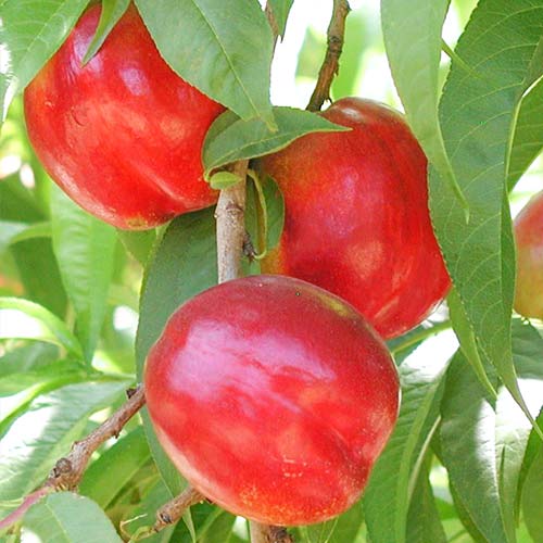 Nectarina Aeris, С2 interface.art photo 1 Nectarina Aeris, С2 interface.image 1 interface.art 6935