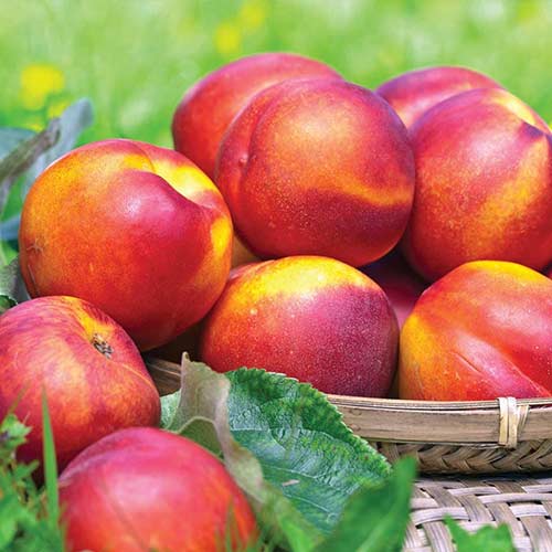 Nectarino Tierra de Fuego, С2 interface.art photo 1 Nectarino Tierra de Fuego, С2 interface.image 1 interface.art 4285