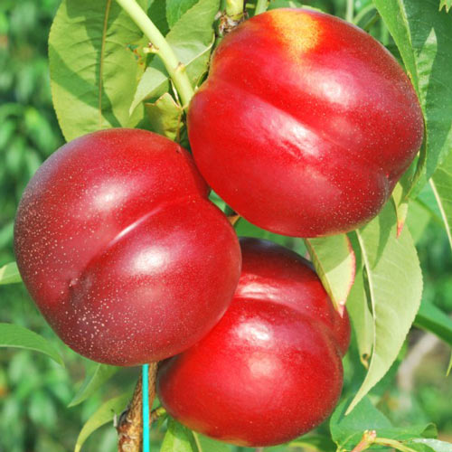 Nectarino Madego, С2 interface.art photo 1 Nectarino Madego, С2 interface.image 1 interface.art 7980