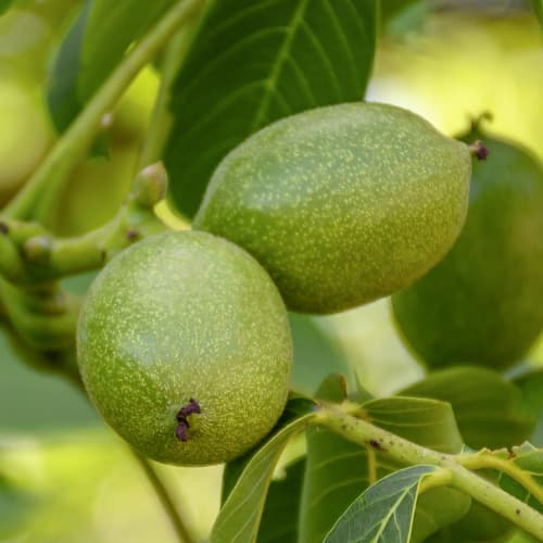 Nogal Franquette, C2 interface.art photo 1 Nogal Franquette, C2 interface.image 1 interface.art 9686