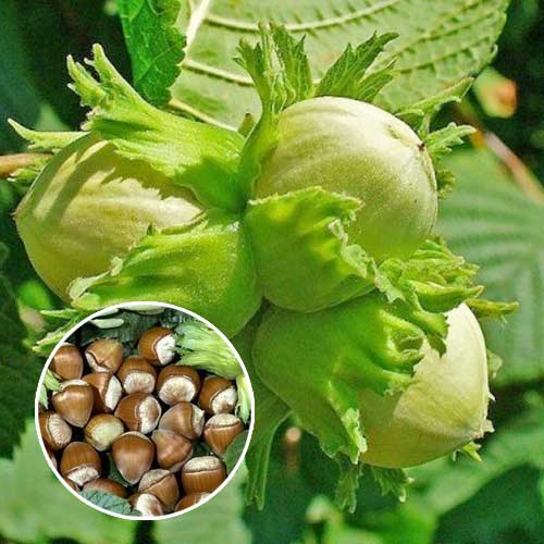 Avellano Barcelona, С2 interface.art photo 1 Avellano Barcelona, С2 interface.image 1 interface.art 7037