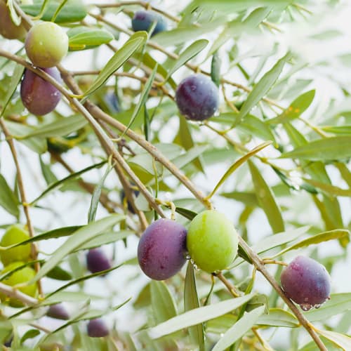 Olivo Amfisis, C2 interface.art photo 1 Olivo Amfisis, C2 interface.image 1 interface.art 9679