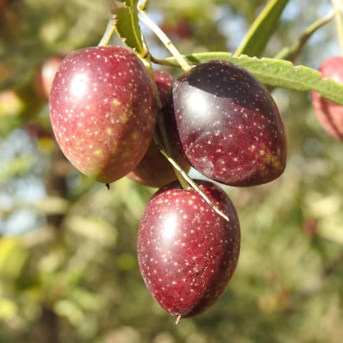 Olivo Carolea, C2 interface.art photo 1 Olivo Carolea, C2 interface.image 1 interface.art 9680