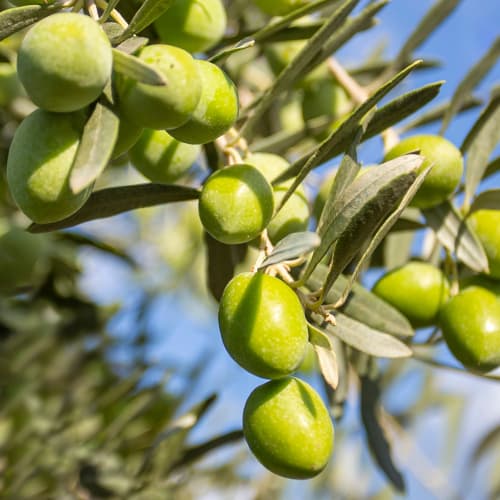 Olivo Damaskinati, C2 interface.art photo 1 Olivo Damaskinati, C2 interface.image 1 interface.art 9682