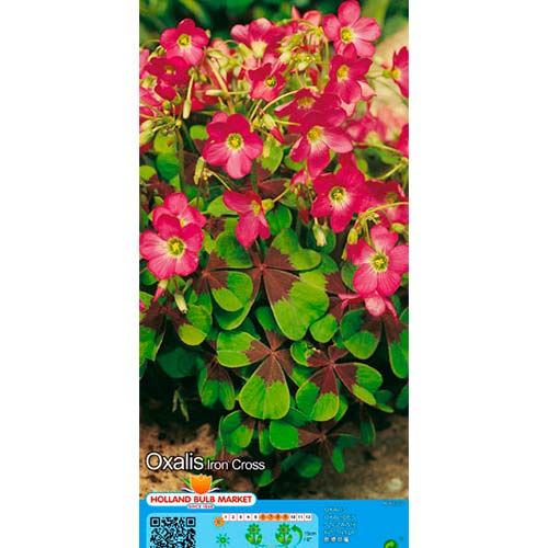 Oxalis Deppei Iron Cross interface.art photo 1 Oxalis Deppei Iron Cross interface.image 1 interface.art 67671