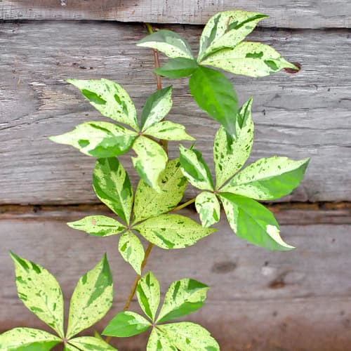 Parthenocissus Lluvia de estrellas, P9 interface.art photo 1 Parthenocissus Lluvia de estrellas, P9 interface.image 1 interface.art 5866