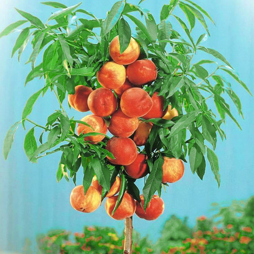 Melocotón Aida interface.art photo 1 Melocotón Aida interface.image 1 interface.art 1944