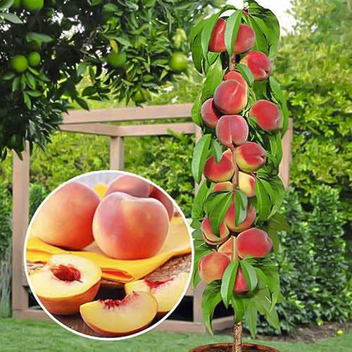 Melocotón columnar interface.art photo 1 Melocotón columnar interface.image 1 interface.art 1913