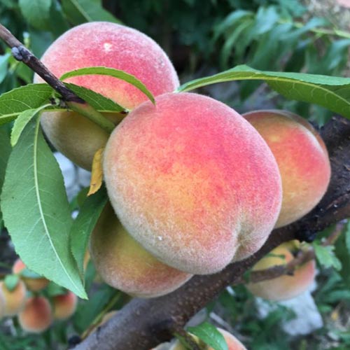 Melocotonero Haly Gali interface.art photo 1 Melocotonero Haly Gali interface.image 1 interface.art 7992