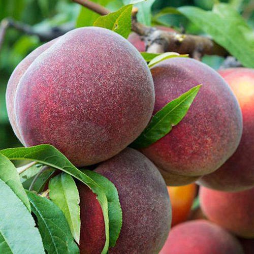 Melocotonero Kingpart, С2 interface.art photo 1 Melocotonero Kingpart, С2 interface.image 1 interface.art 7991