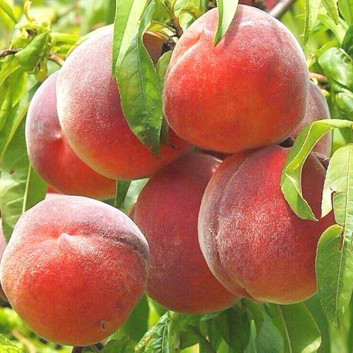 Melocotonero Royal Summer, С2 interface.art photo 1 Melocotonero Royal Summer, С2 interface.image 1 interface.art 6940