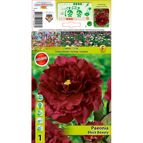 Peonía Black Beauty interface.art photo 1 Peonía Black Beauty interface.image 1 interface.art 76335