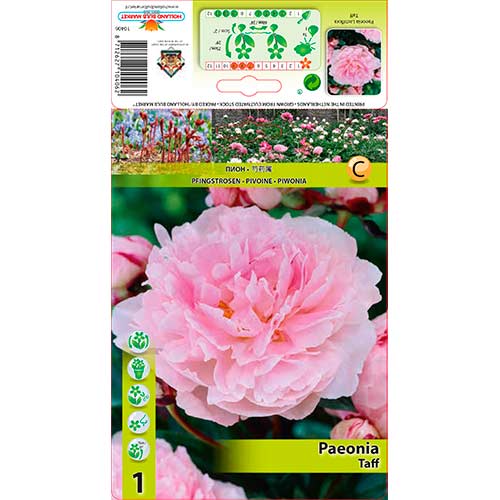 Peonía Taff interface.art photo 1 Peonía Taff interface.image 1 interface.art 76341