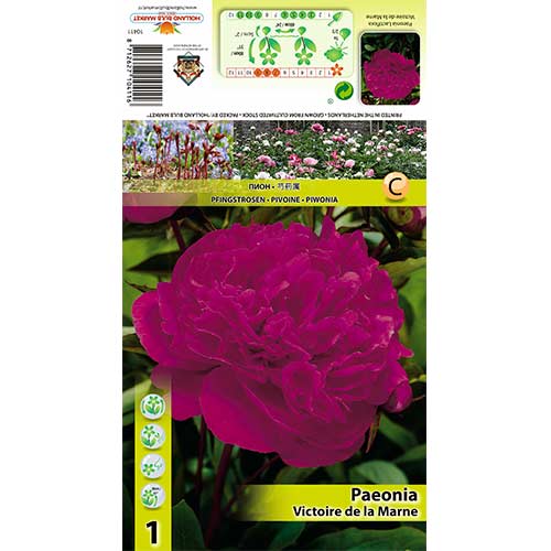 Peonía Victoire de La Marne interface.art photo 1 Peonía Victoire de La Marne interface.image 1 interface.art 70445