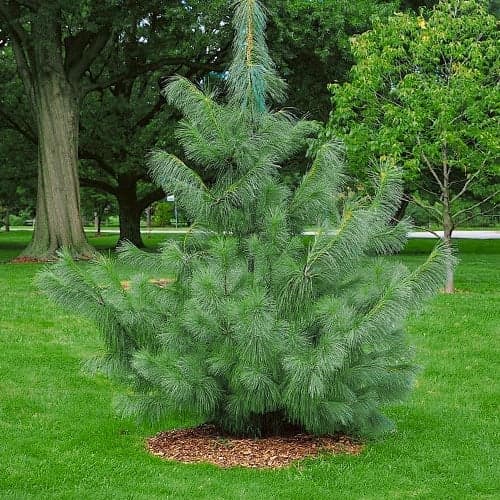 Pino del Himalaya, Р9 interface.art photo 1 Pino del Himalaya, Р9 interface.image 1 interface.art 9409