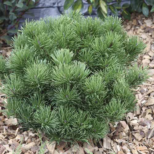 Pino negro Pumillio, C2 interface.art photo 1 Pino negro Pumillio, C2 interface.image 1 interface.art 7748