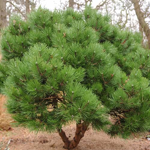 Pino negro, C2 interface.art photo 1 Pino negro, C2 interface.image 1 interface.art 9689