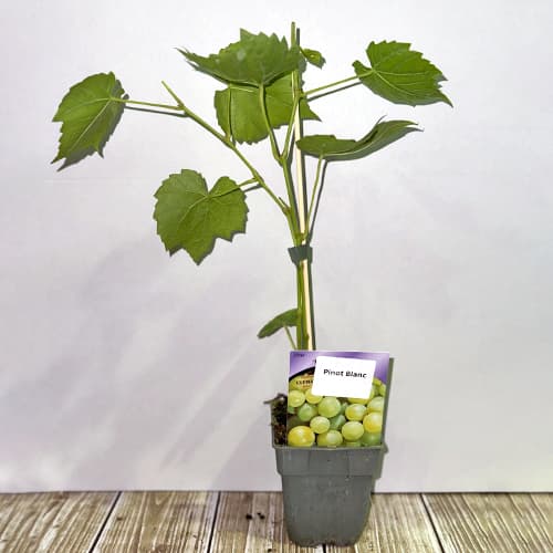 Vid Pinot Blanc, P9 interface.art photo 2 Vid Pinot Blanc, P9 interface.image 2 interface.art 4895