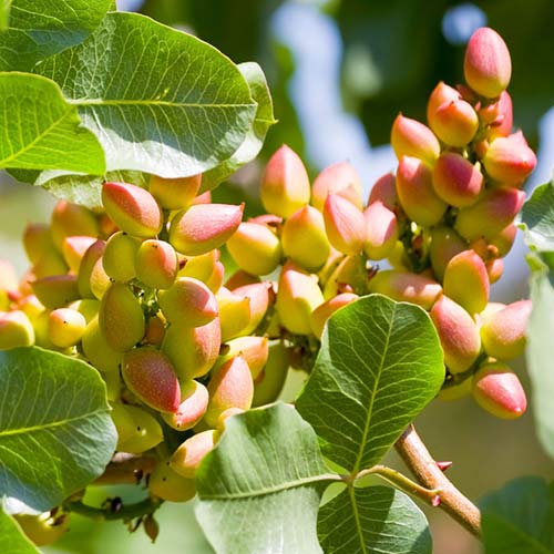 Pistacho Pontekes, С2 interface.art photo 1 Pistacho Pontekes, С2 interface.image 1 interface.art 6942