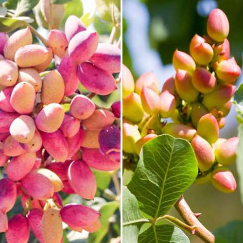 Conjunto de pistachos, 2 plantas interface.art photo 1 Conjunto de pistachos, 2 plantas interface.image 1 interface.art 4883